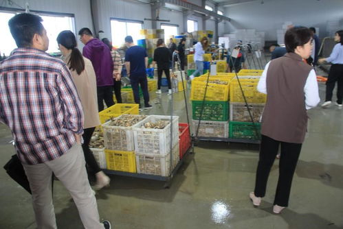 國家重點研發(fā)計劃 藍(lán)色糧倉科技創(chuàng)新 重點專項 重要水產(chǎn)養(yǎng)殖生物抗病和抗逆性狀的遺傳基礎(chǔ)與調(diào)控機制 項目中期檢查會在乳山召開